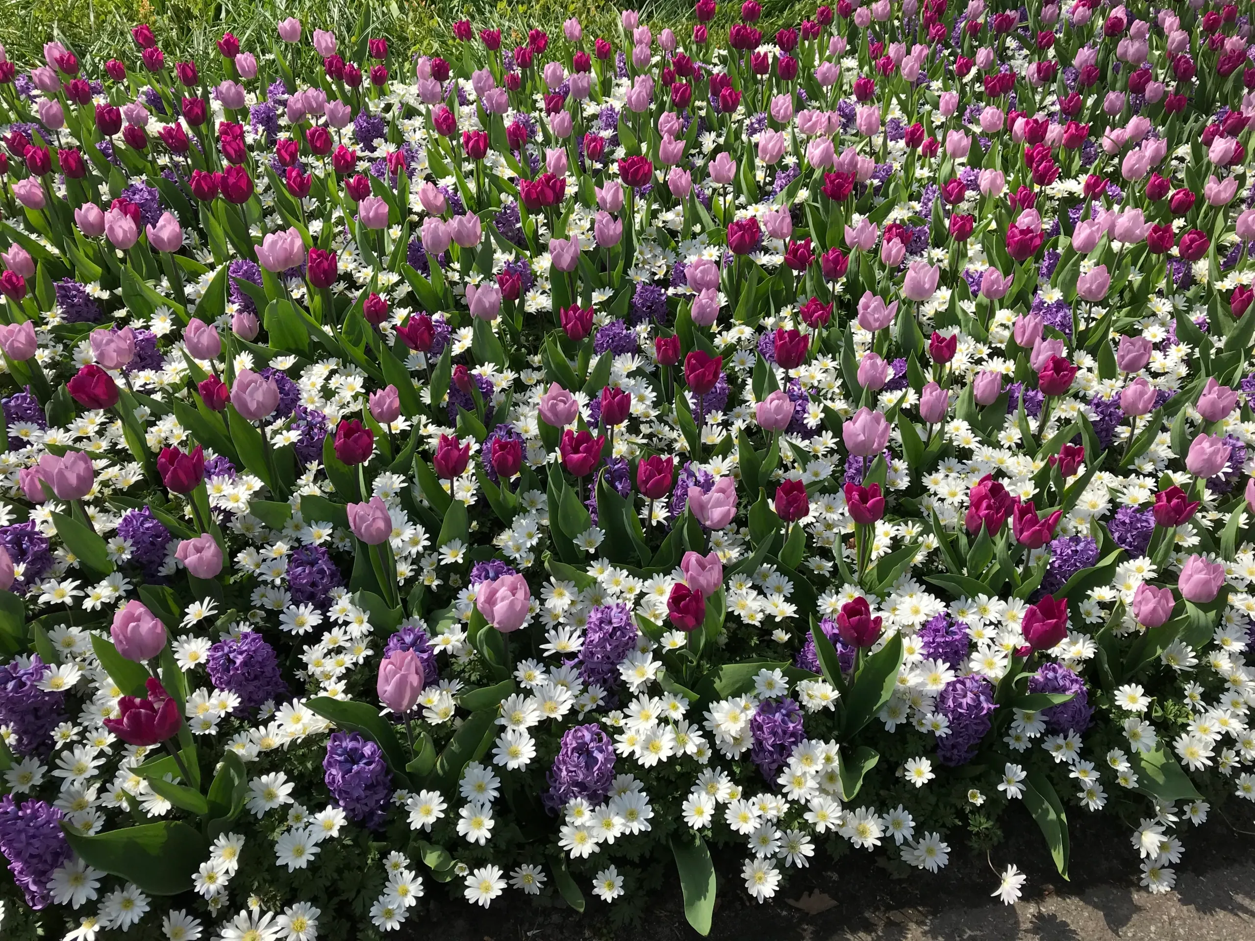 Keukenhof on kevadel imeilus