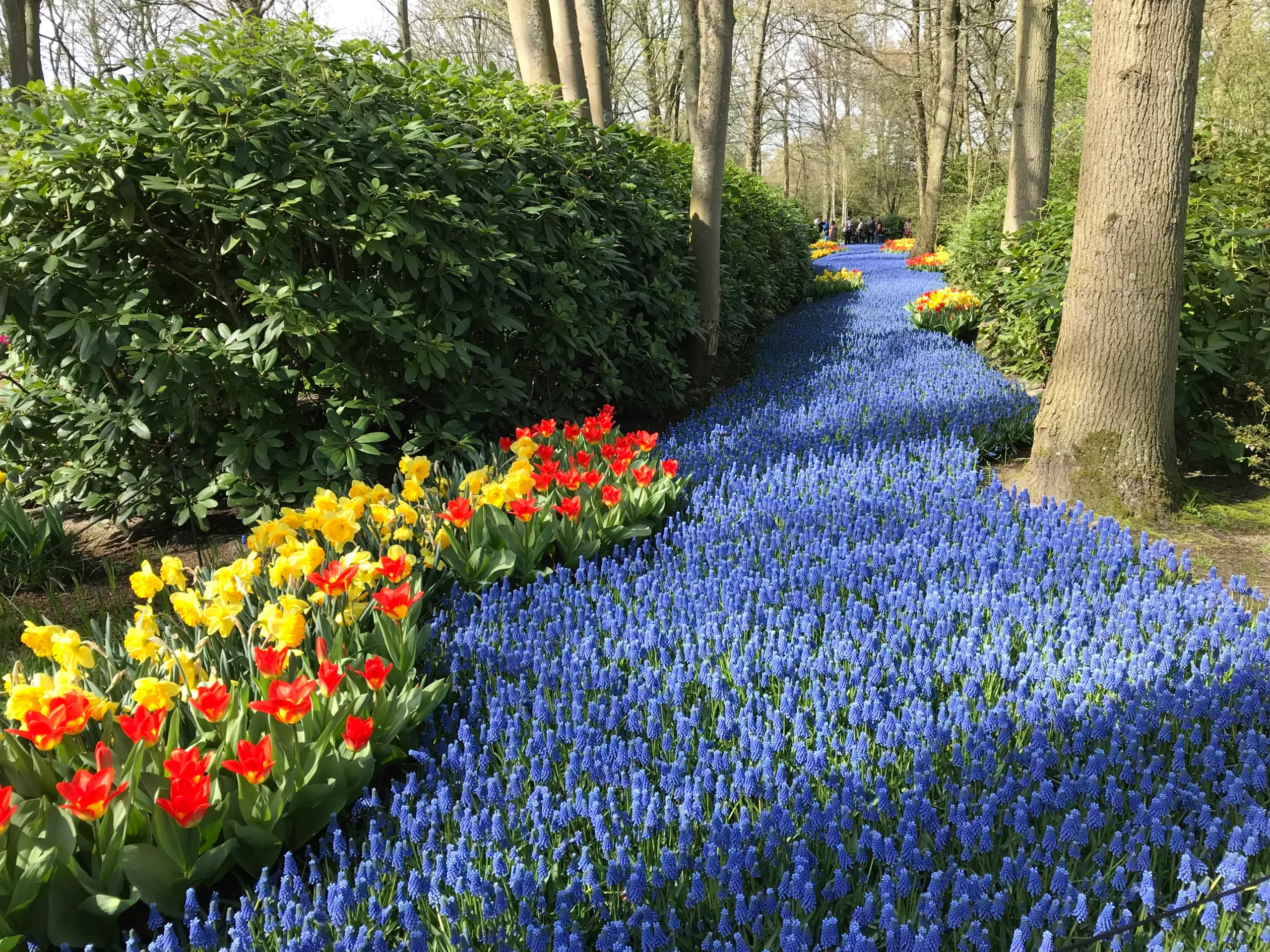 Keukenhof on kevadel imeilus